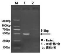 Leptospira canicola, leptospira icterohaemorrhagiae and canine coronavirus triple inactivated vaccine