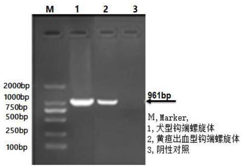 Leptospira canicola, leptospira icterohaemorrhagiae and canine coronavirus triple inactivated vaccine