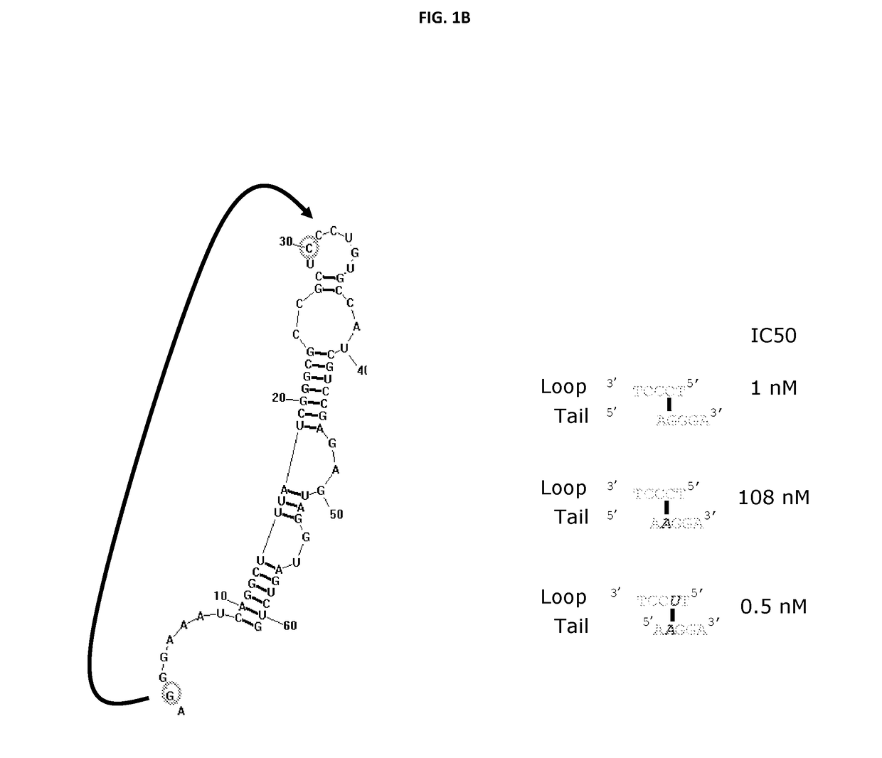 Aptamers for topical delivery