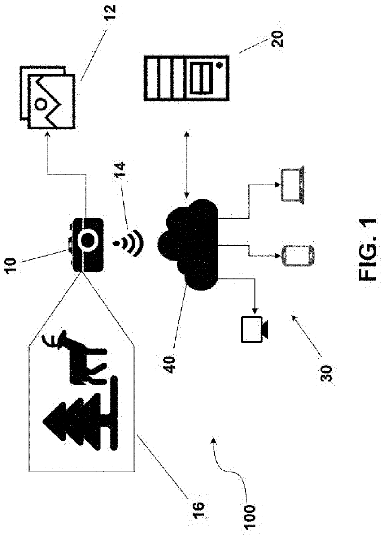 System and method for automatically detecting and classifying an animal in an image