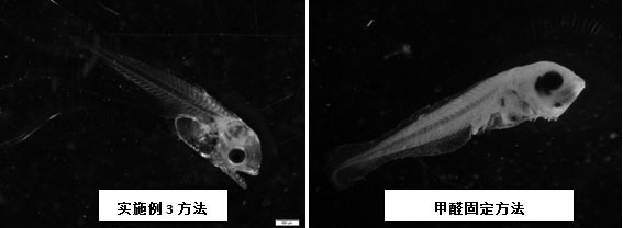 Observation method of early developmental morphology of fishes of the genus Sniper, bream, and genus Siniperca, which lay drifting eggs