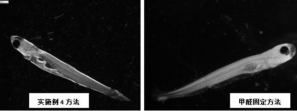 Observation method of early developmental morphology of fishes of the genus Sniper, bream, and genus Siniperca, which lay drifting eggs