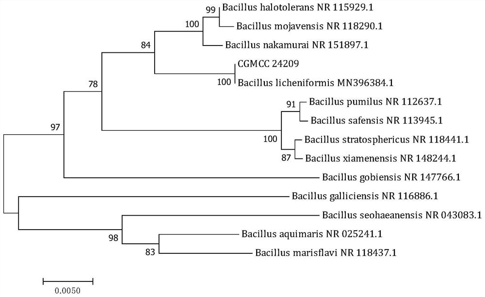 Method for preparing antibacterial peptide feed additive through duplex mixed fermentation