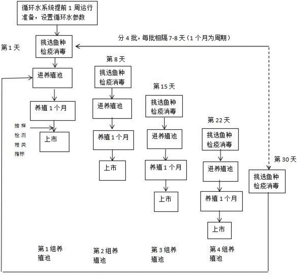 Method for breeding high-quality yellow catfish