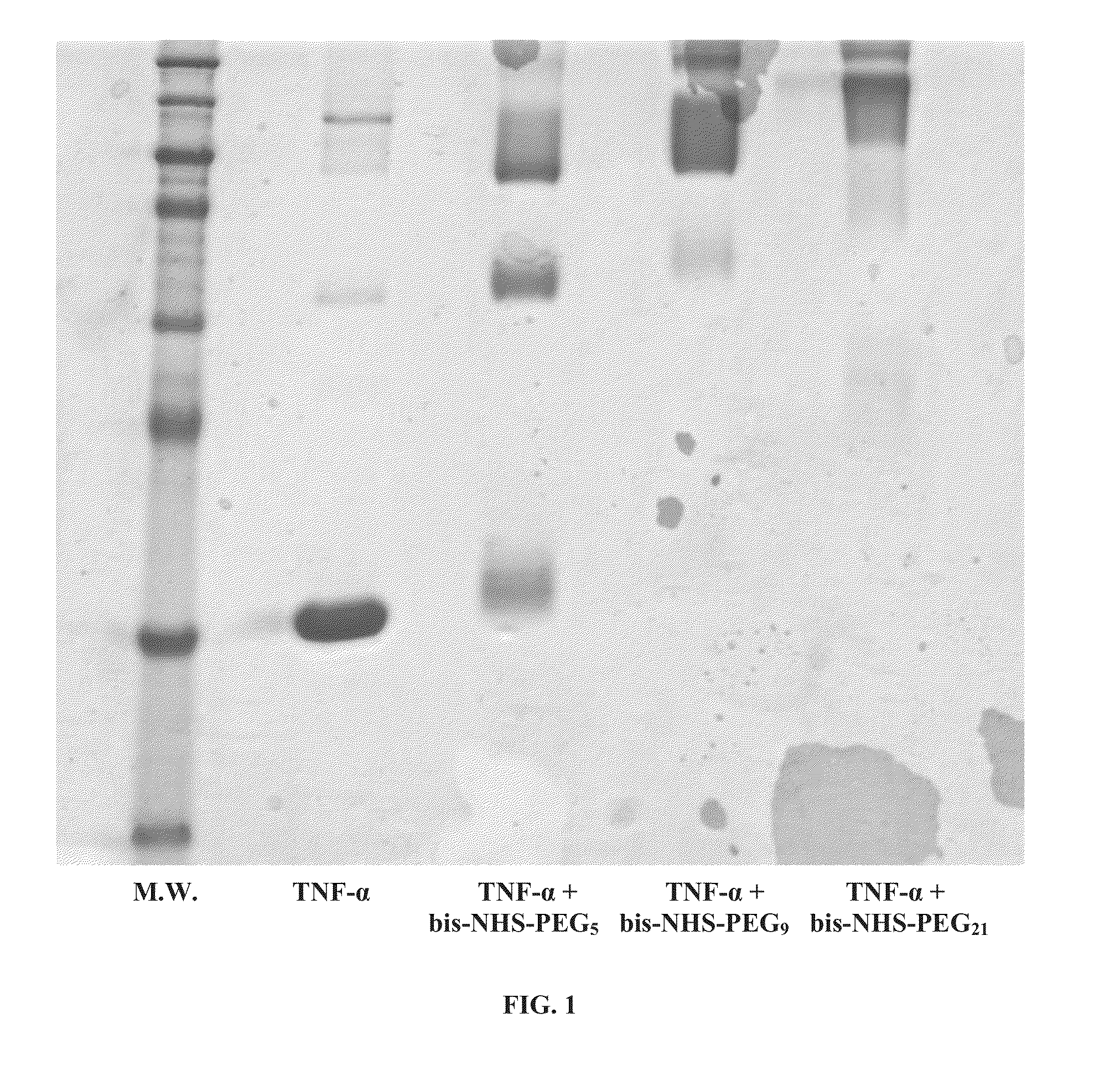 Multimeric forms of therapeutic proteins and uses thereof