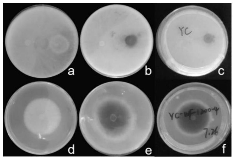 Antibacterial activity of trichoderma aureoviride and application of trichoderma aureoviride