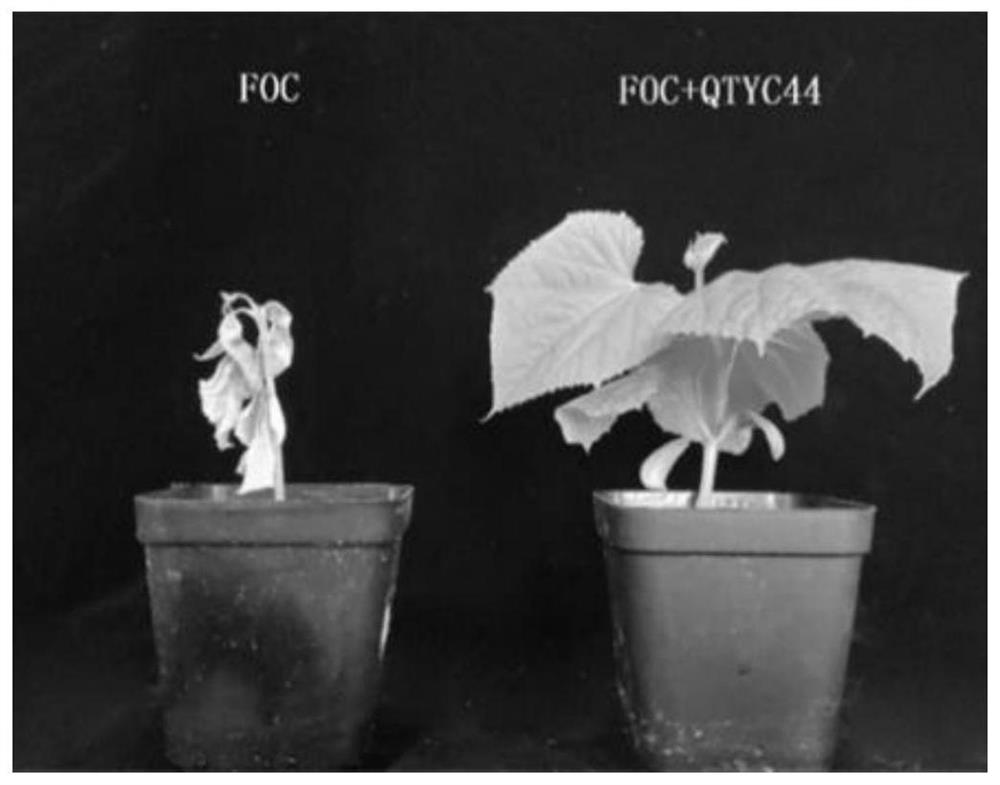 Antibacterial activity of trichoderma aureoviride and application of trichoderma aureoviride