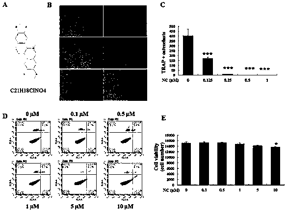 Application of dianthin chloride in the preparation of anti-osteoporosis and bone loss diseases