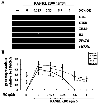 Application of dianthin chloride in the preparation of anti-osteoporosis and bone loss diseases