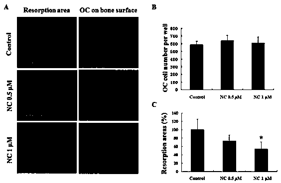 Application of dianthin chloride in the preparation of anti-osteoporosis and bone loss diseases