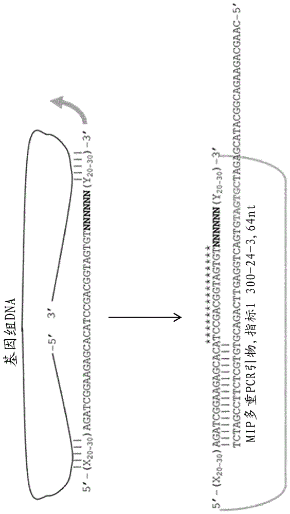 Sequence capture method using specialized capture probes (heatseq)