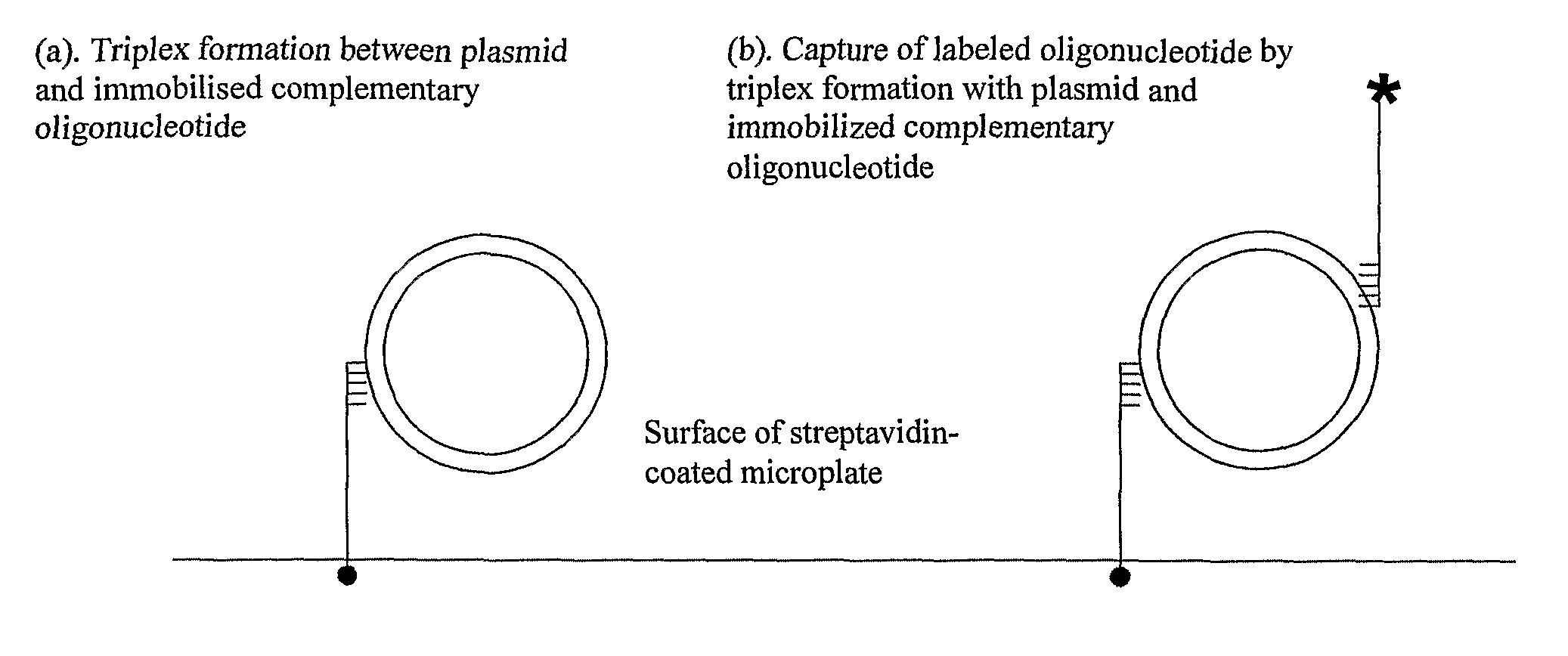 Assay for measuring an enzyme's capability to modify supercoil topology of nucleic acids and modulators