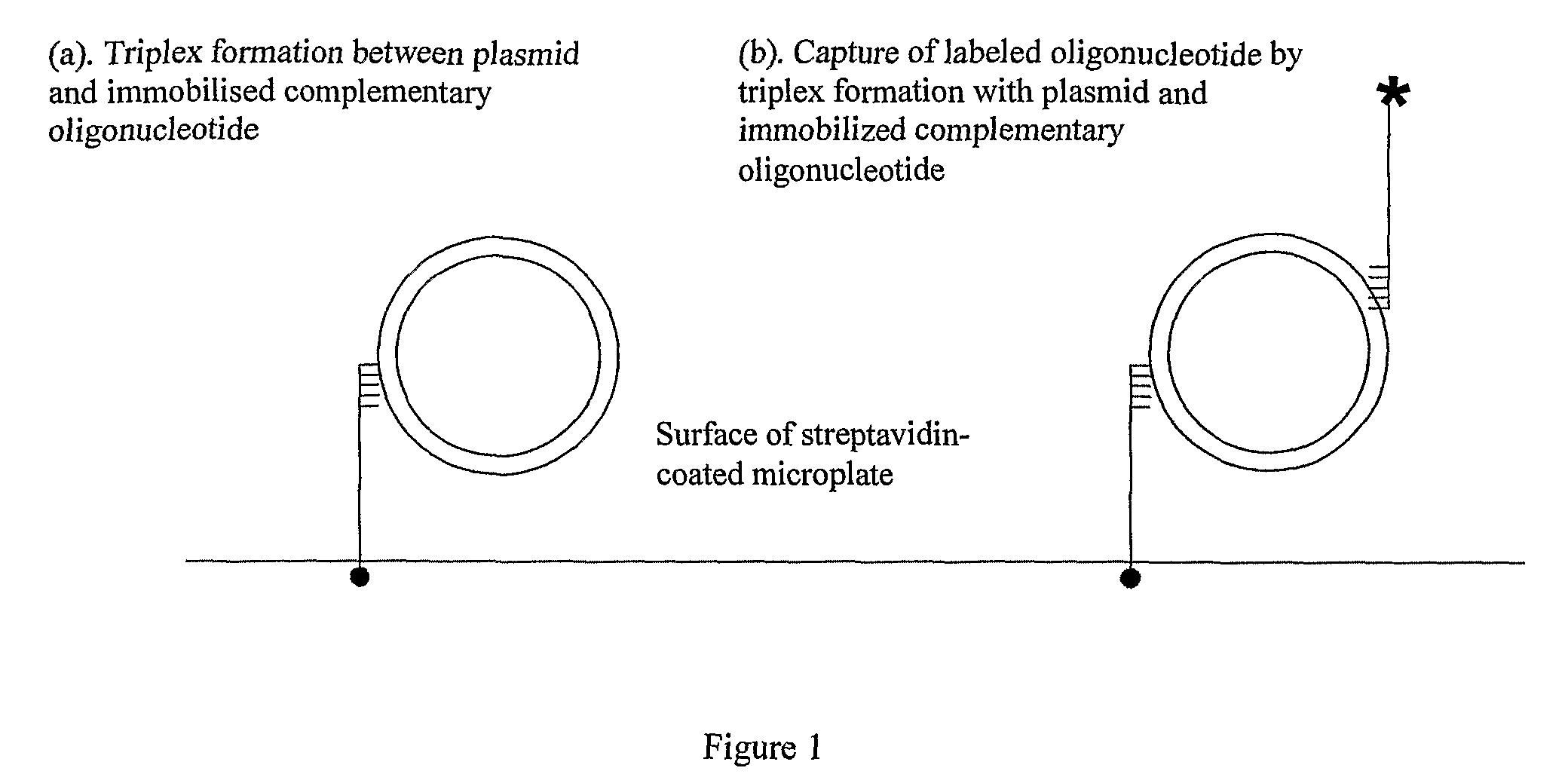 Assay for measuring an enzyme's capability to modify supercoil topology of nucleic acids and modulators