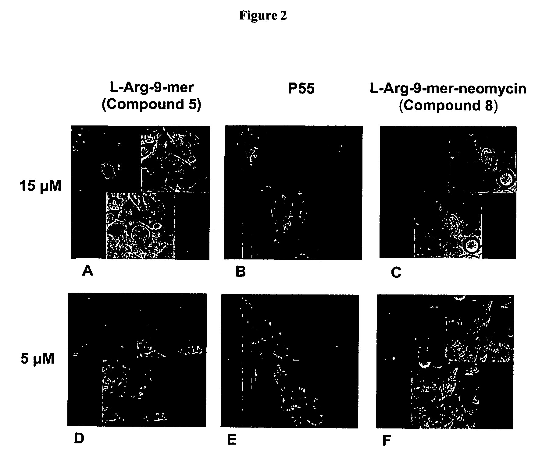 Novel conjugates of polysaccharides and uses thereof