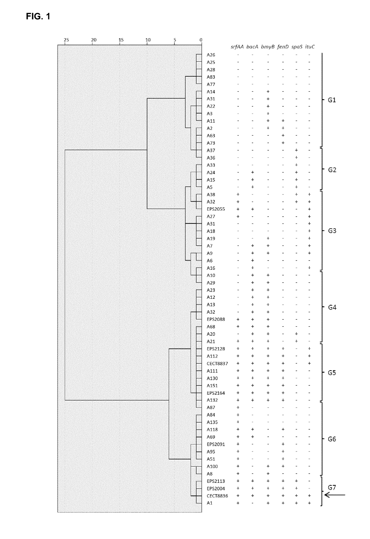 A strain of bacillus amyloliquefaciens and its use in the control of diseases caused by bacteria and fungi in plants