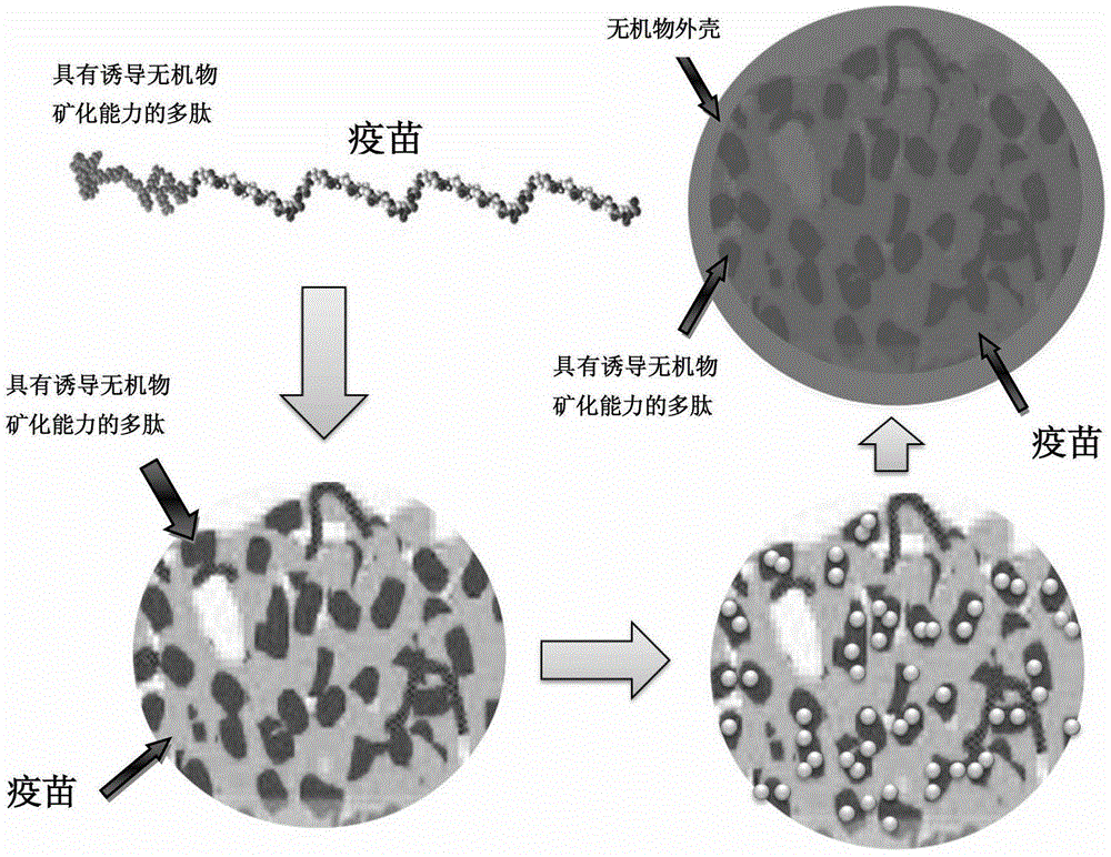 Genetic engineering heat stable vaccine and preparation method thereof