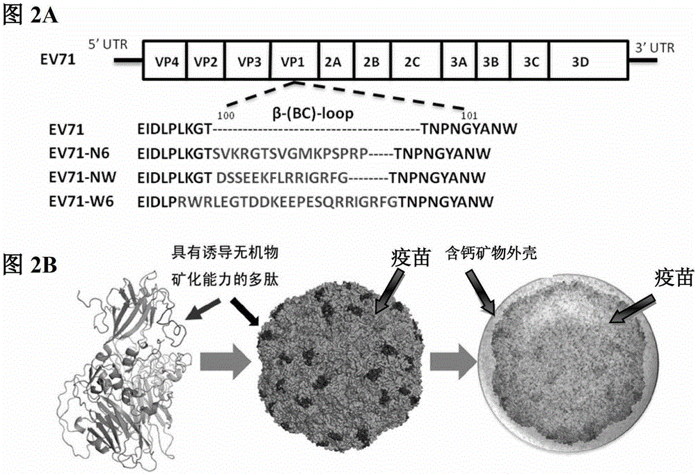 Genetic engineering heat stable vaccine and preparation method thereof