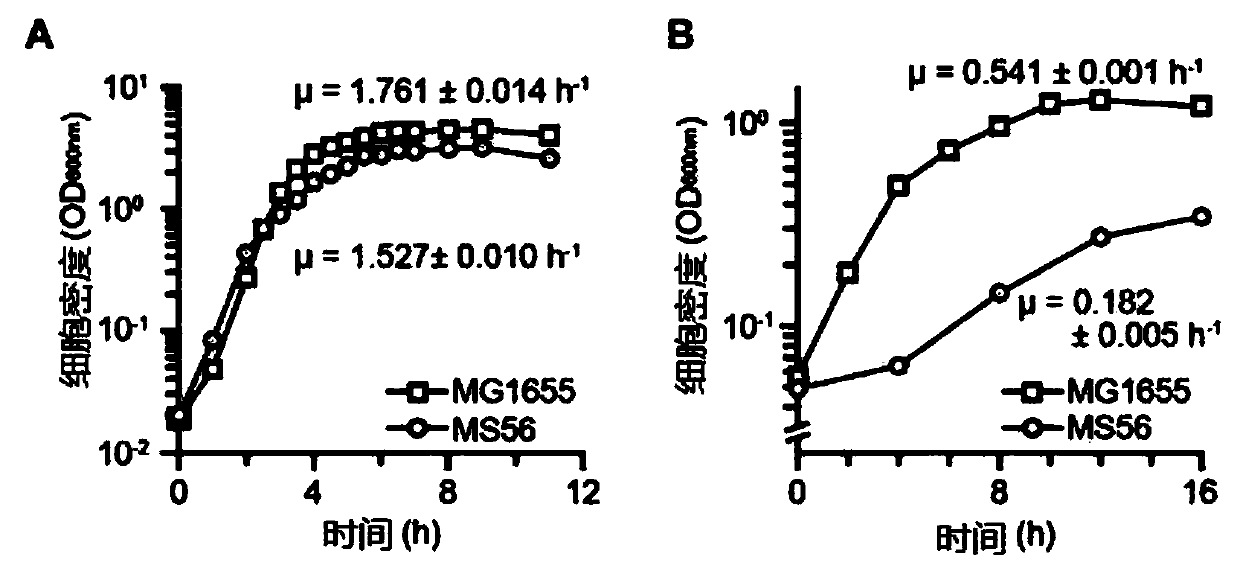 Novel microorganism having minimal genome and method of producing the same