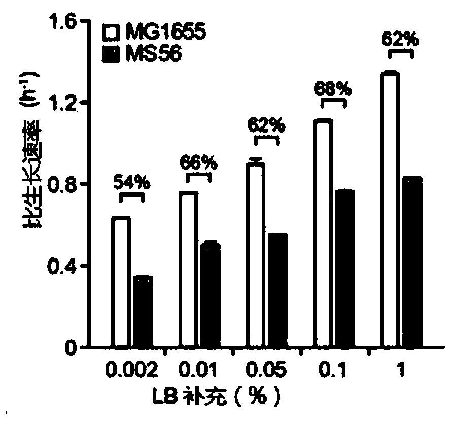 Novel microorganism having minimal genome and method of producing the same