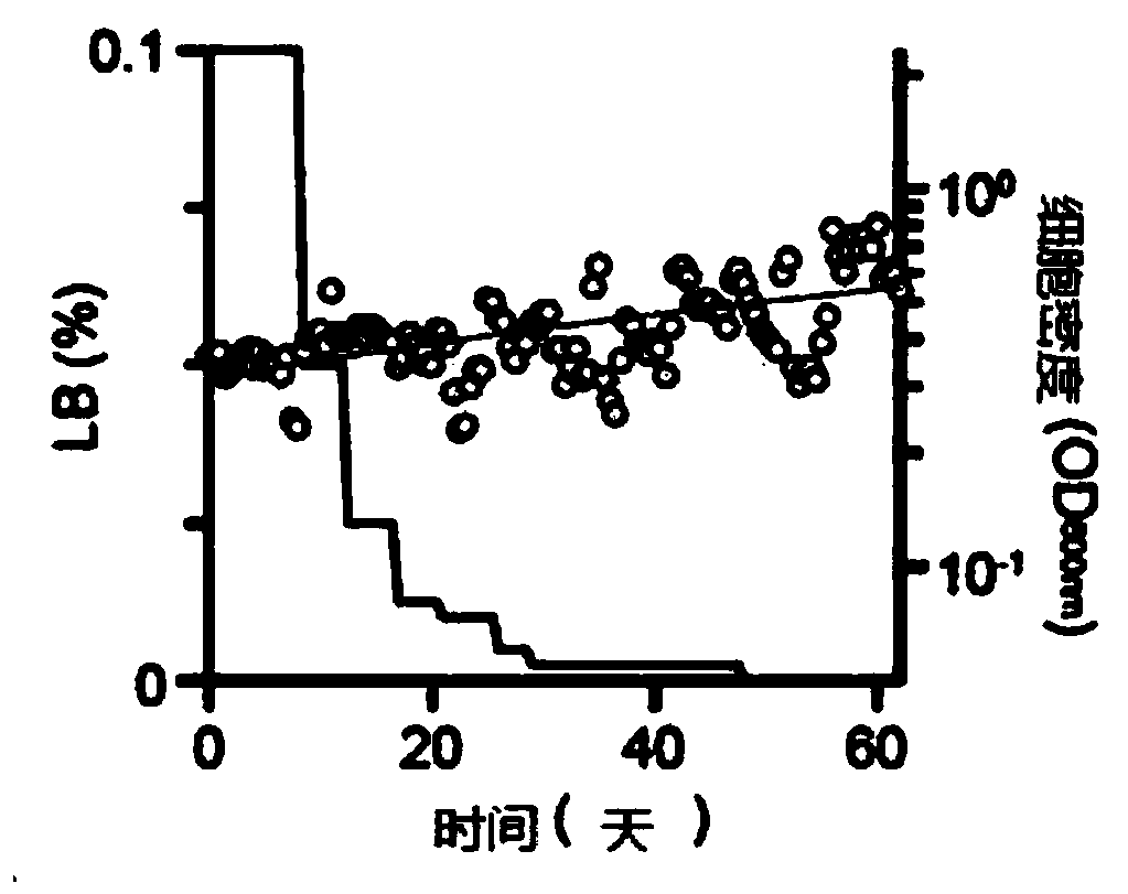 Novel microorganism having minimal genome and method of producing the same