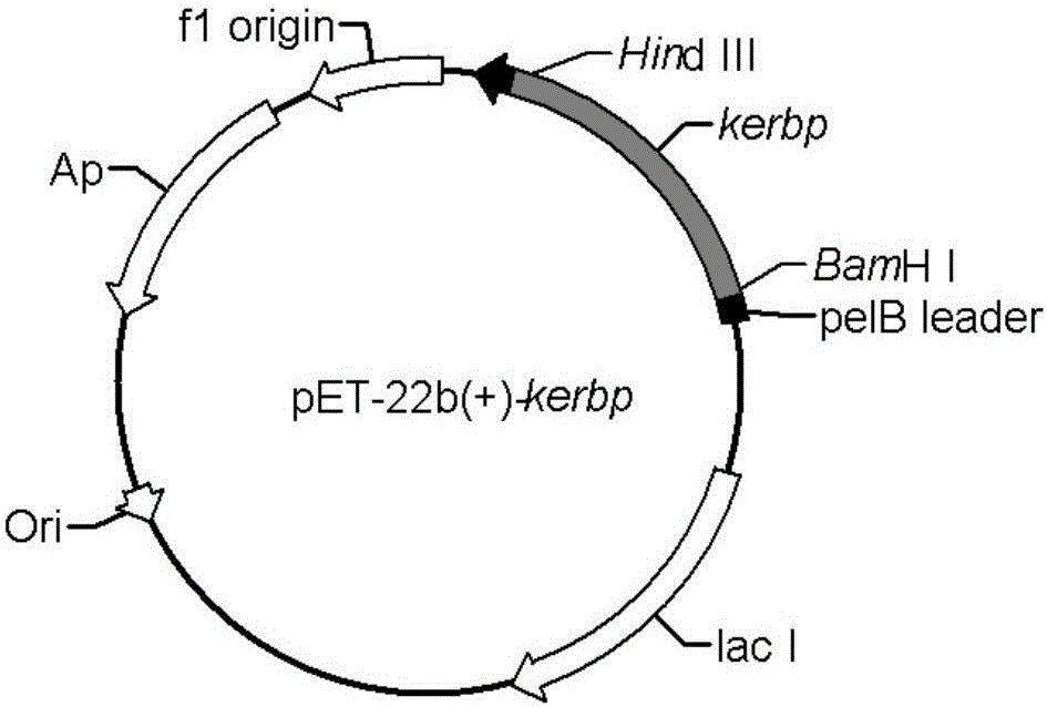 Encoding gene of keratinase and recombination expression and application thereof