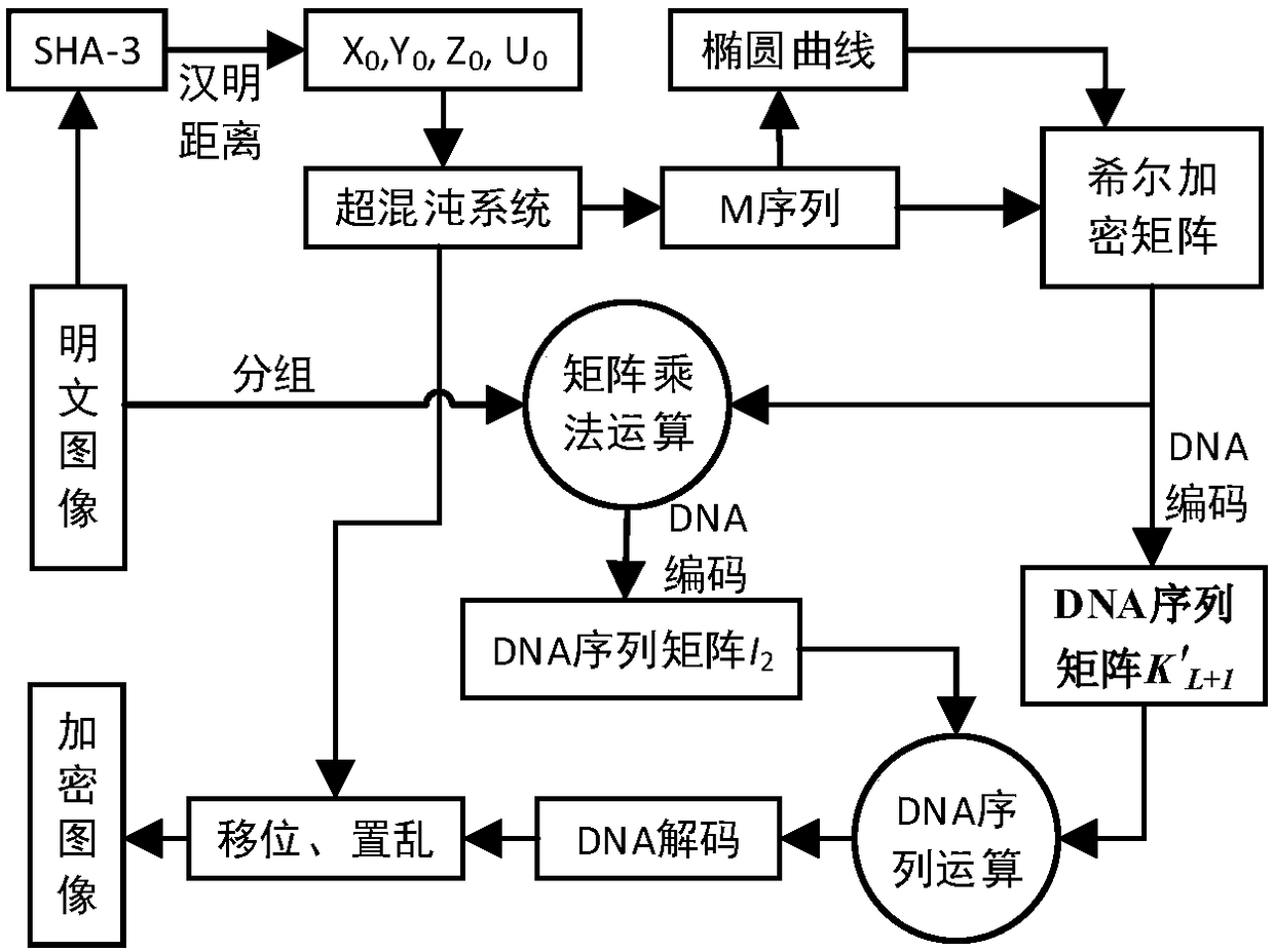 Hill encryption and dynamic DNA coding based image encryption method