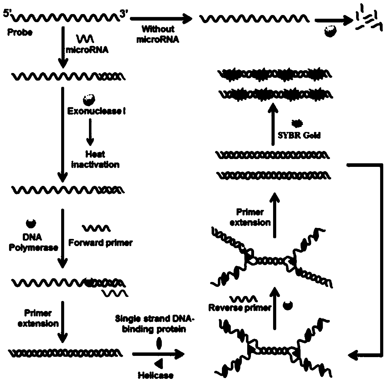 A method for detecting microRNA based on helicase-dependent DNA constant temperature amplification technology