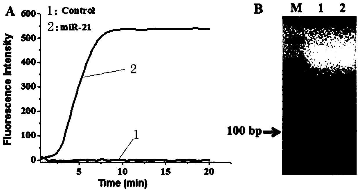 A method for detecting microRNA based on helicase-dependent DNA constant temperature amplification technology