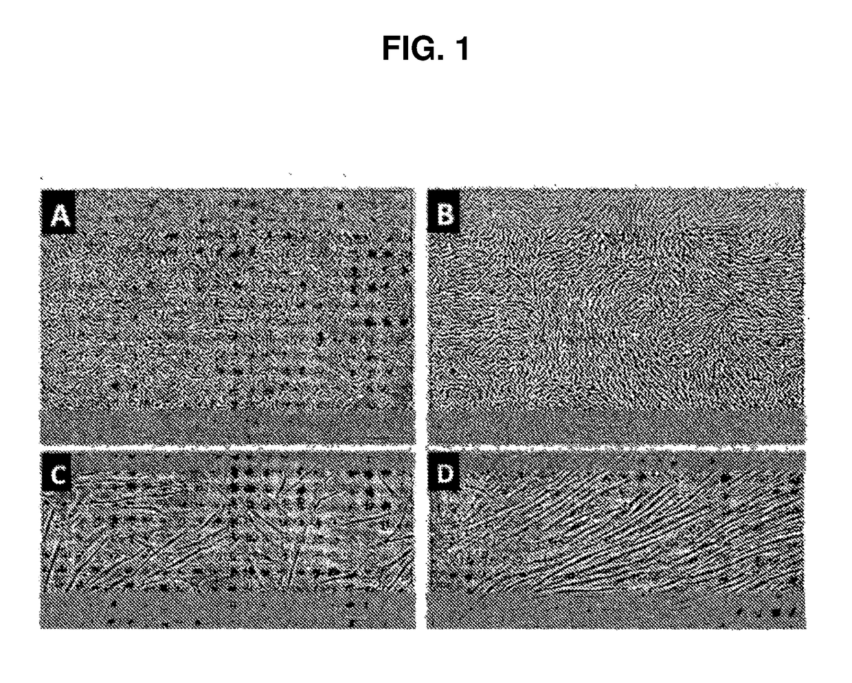 Proliferative primary human sertoli cell cultures and their applications