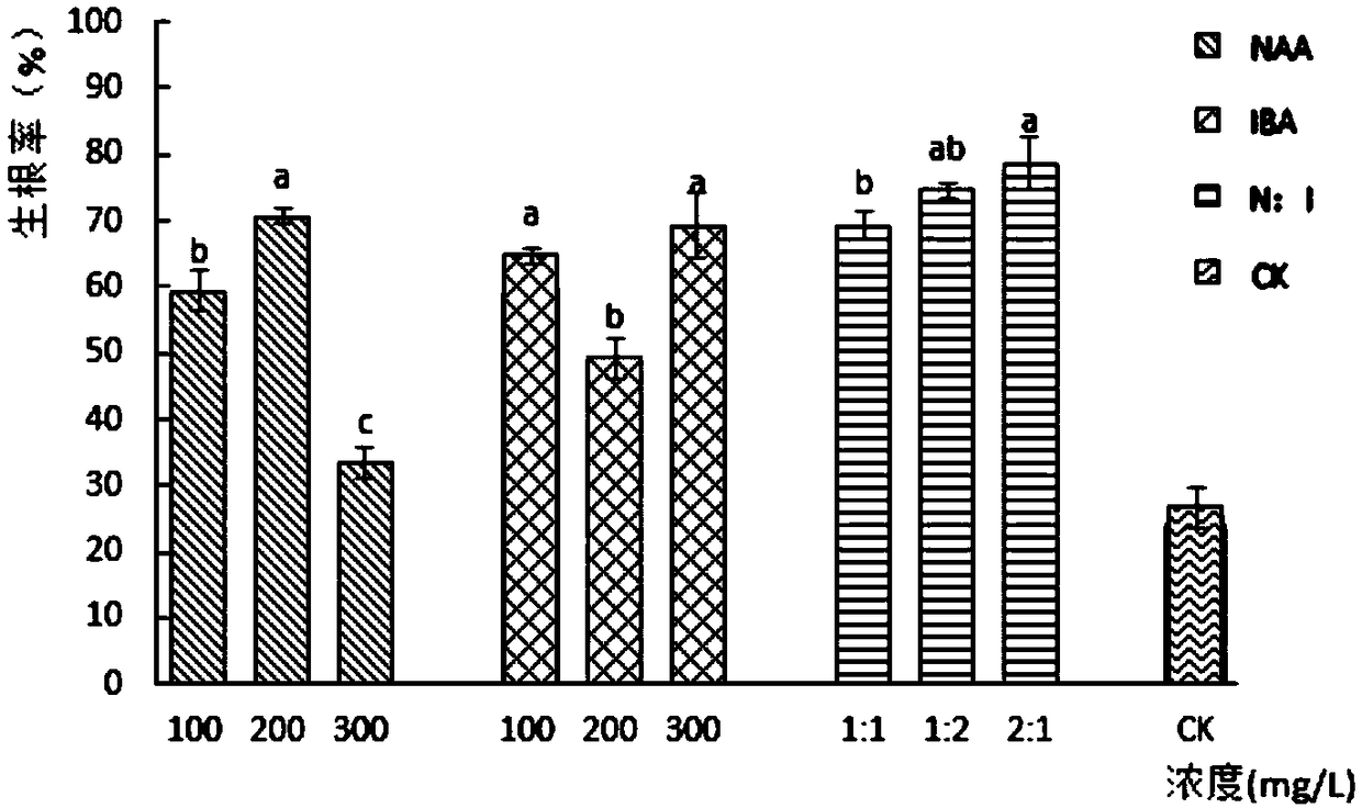 Hormone treatment measure for increasing cutting rooting rate of blueberries