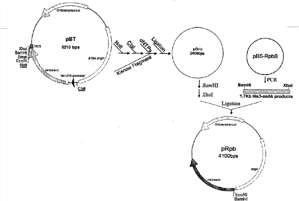 Bacteria one-hybrid vector and preparation