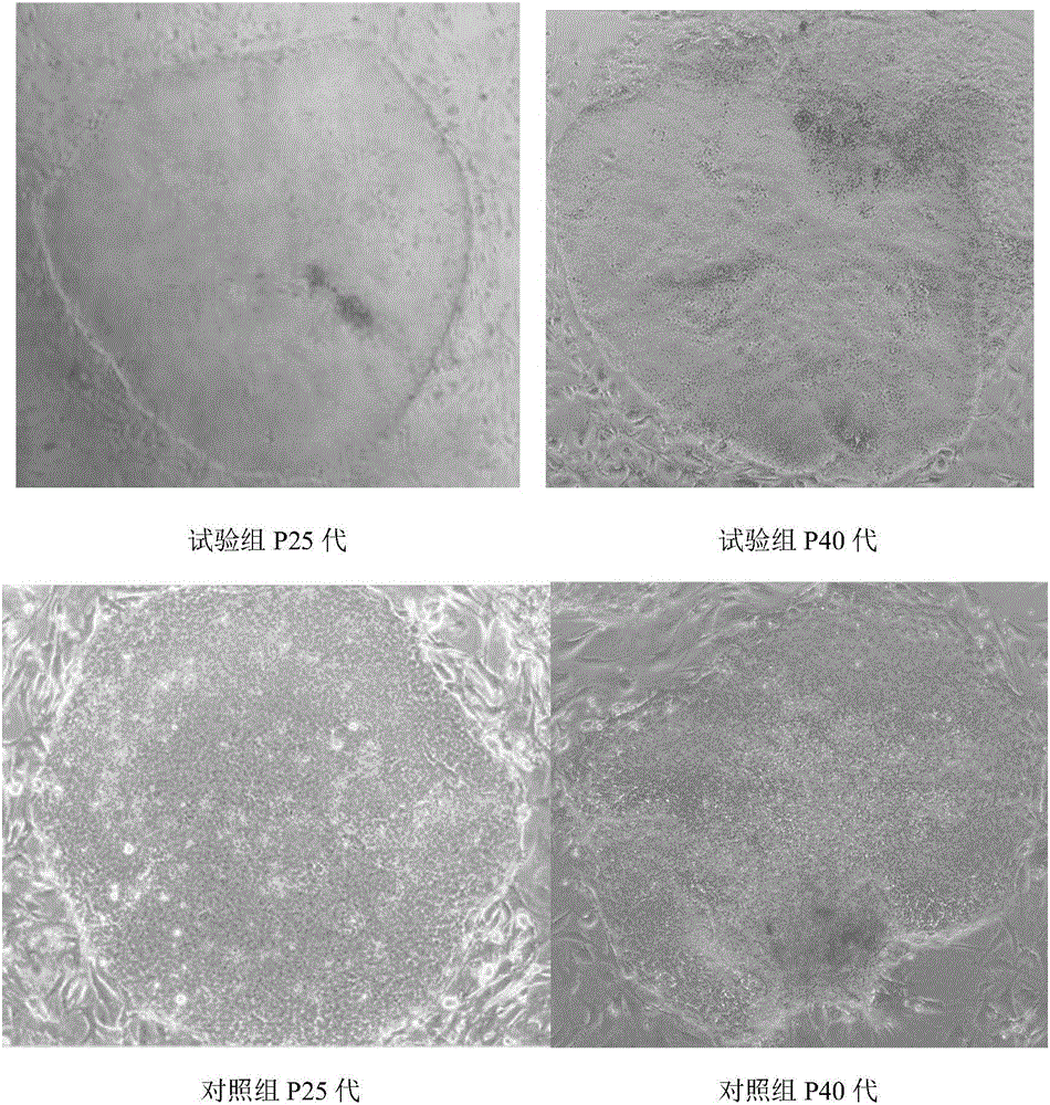 Serum-free medium for monkey embryonic stem cell