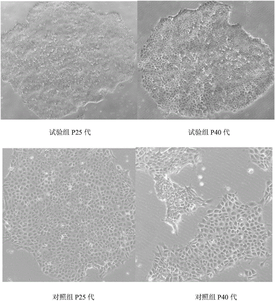 Serum-free medium for monkey embryonic stem cell