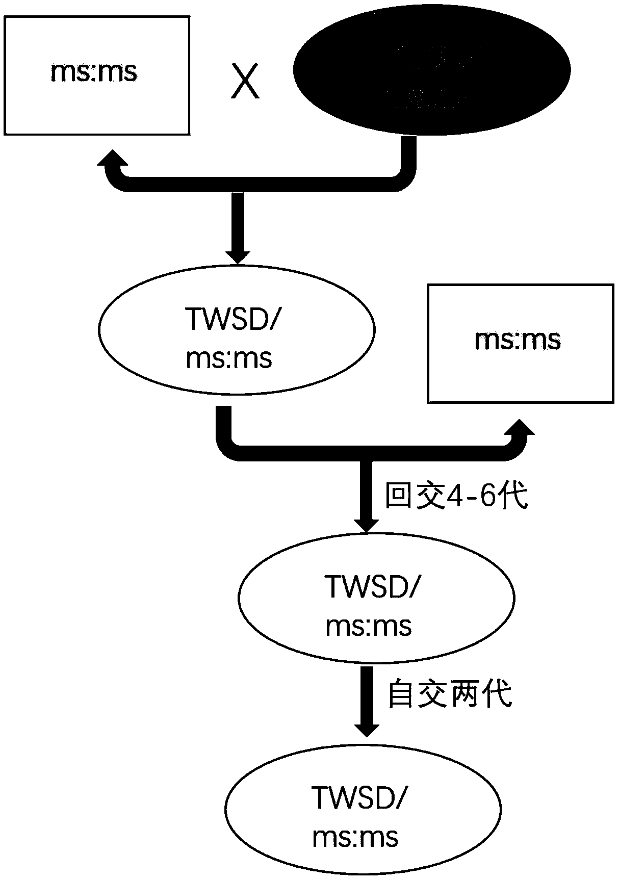 Plant hybridization system and application