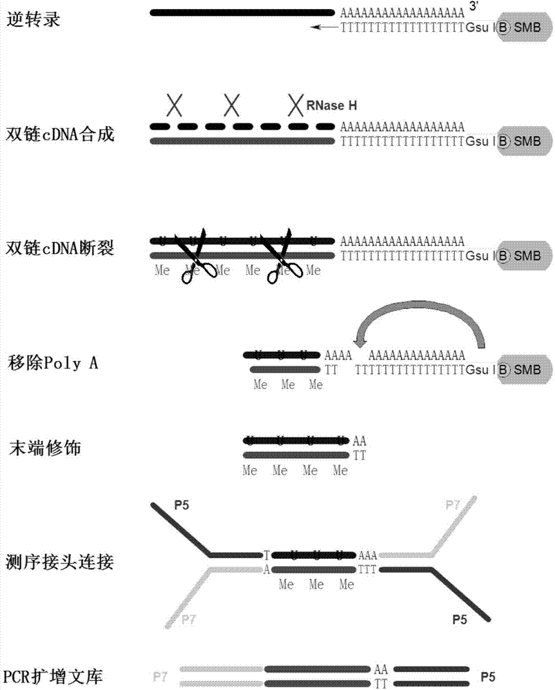 Genome-wide analysis of APA based on 3t-seq