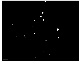 Preparation method of nano composite catalyst of porous graphene loading transition metal