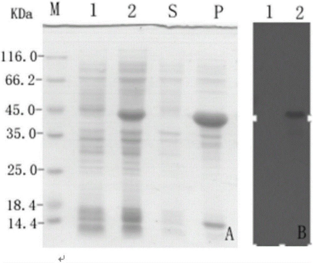 Recombinant spider silk protein preparation method