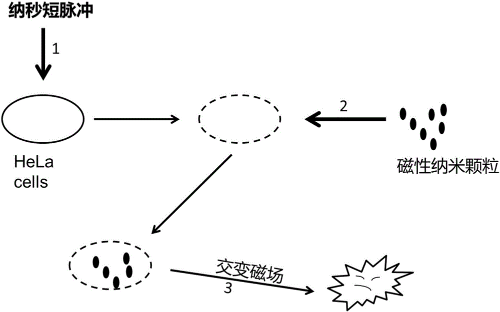 Method for promoting nanoparticles to enter cells efficiently based on nanosecond pulsed electric field