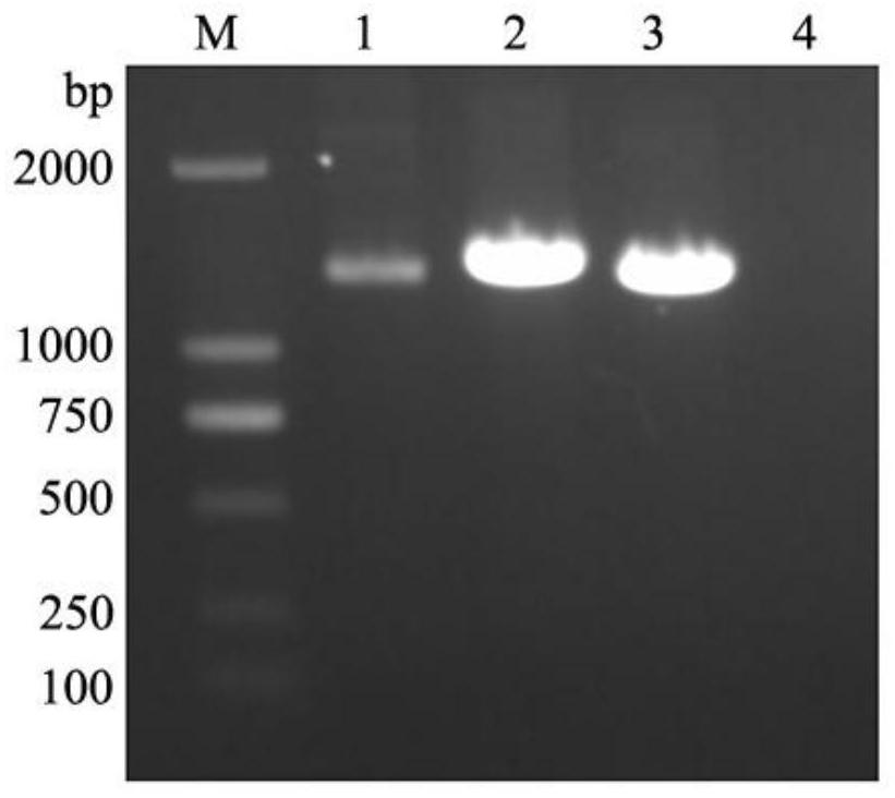 A kind of attenuated strain ch-p60 of type 3 duck hepatitis A virus and its application