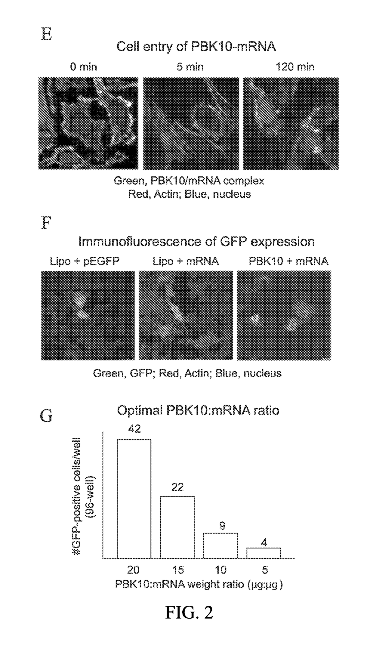 Receptor targeting constructs and uses thereof