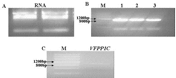 Plant expression vector of broad bean VFPPIC gene and application of plant expression vector