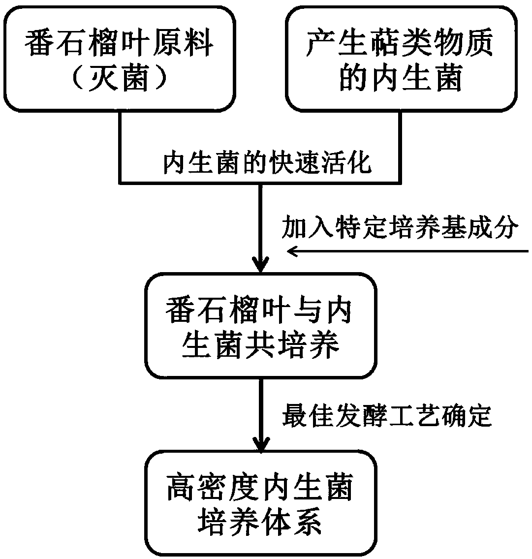 Method for high-density culture of endophytic bacteria of psidium guajava leaves