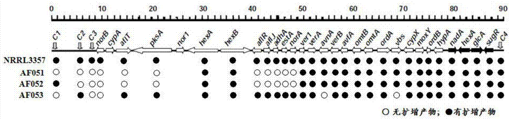 Aspergillus flavus strains and mixed flora that do not produce aflatoxin and their application