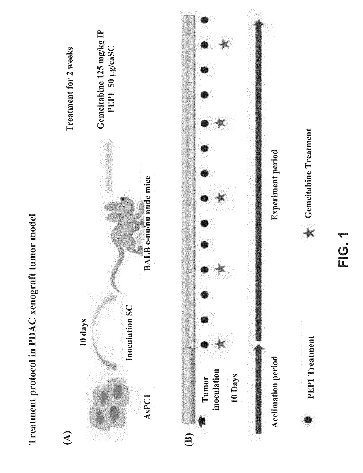 Peptide having fibrosis inhibitory activity and composition containing same