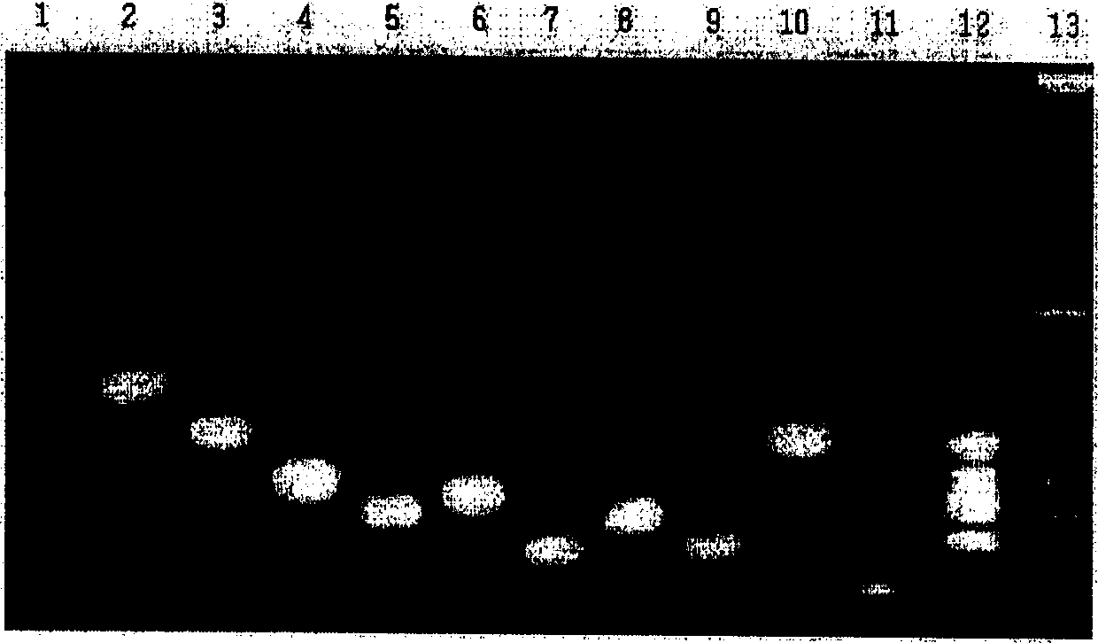 Multiple PCR primer group for human HNF-1 alpha gene amplification