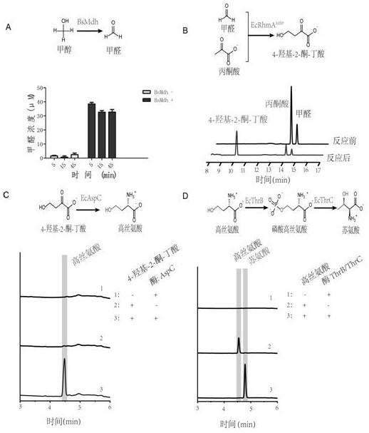 Construction method and application of homoserine and threonine biosynthetic pathway