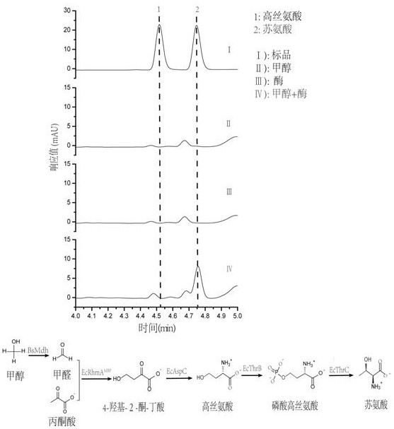 Construction method and application of homoserine and threonine biosynthetic pathway