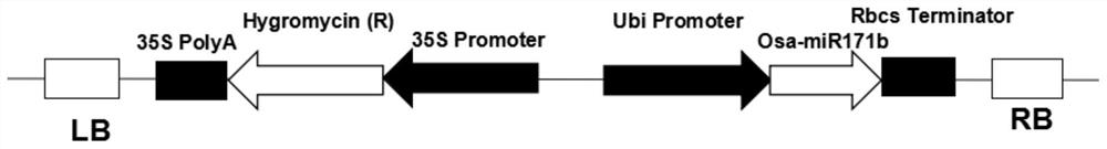 Rice small molecule rnaosa-mir171b gene and its application in increasing rice yield