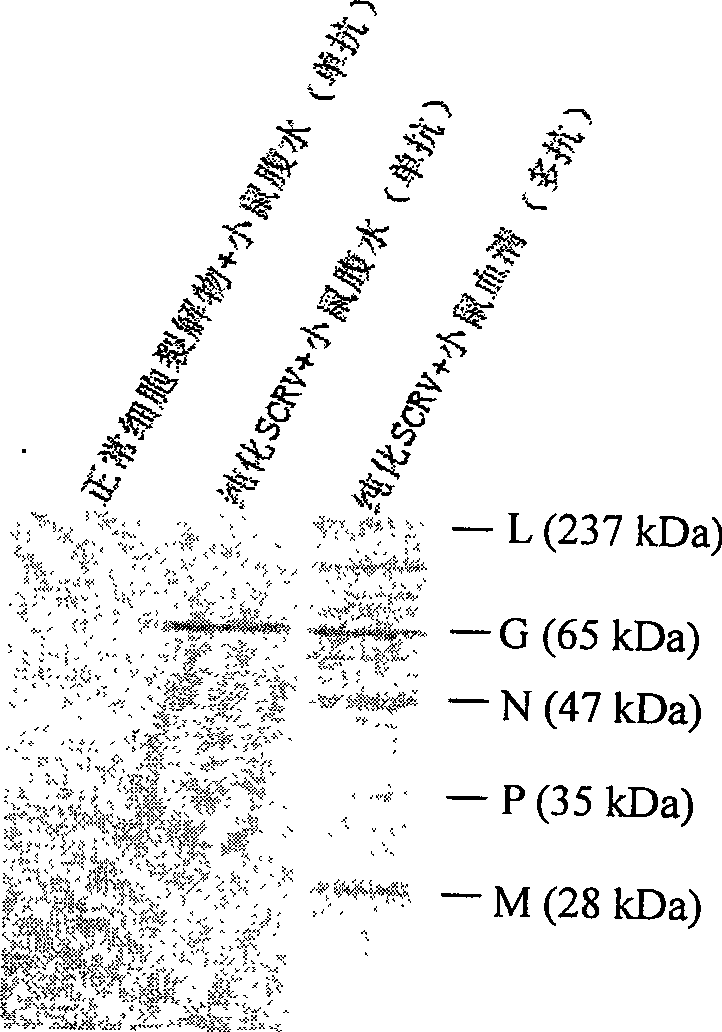 Monoclonal antibody of anti-rhabdovirus glucoprotein of mandarin fish, preparation and use thereof