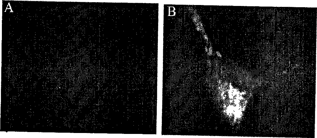 Monoclonal antibody of anti-rhabdovirus glucoprotein of mandarin fish, preparation and use thereof